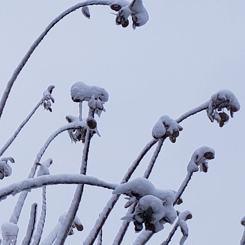 Meet your Posher, Ju hae